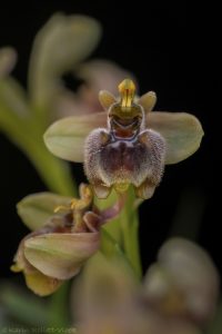 O. bombyliflora x villosa