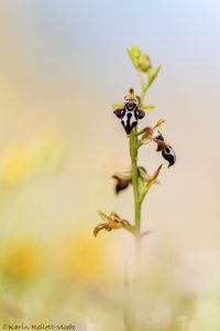 Ophrys cretica