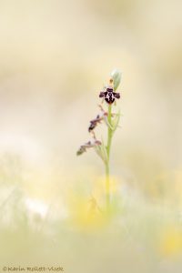Ophrys cretica