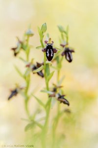 Ophrys cretica