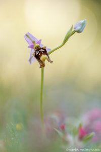 Ophrys episcopalis