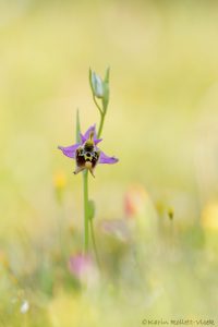 Ophrys episcopalis