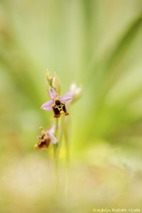 Ophrys episcopalis