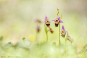 Ophrys heldreichii
