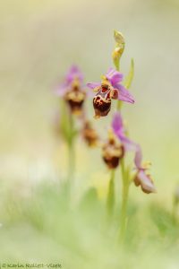 Ophrys heldreichii