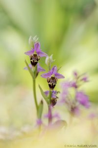 Ophrys heldreichii
