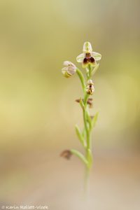 Ophrys leochroma