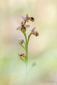 Ophrys leochroma