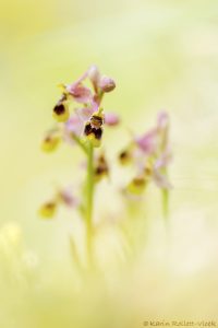 Ophrys leochroma