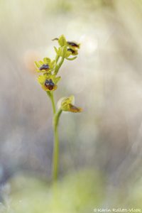 Ophrys phryganae
