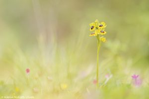 Ophrys phryganae