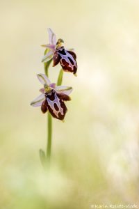 Ophrys spruneri