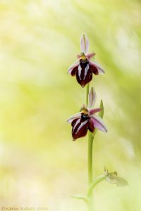 Ophrys spruneri