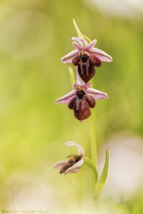Ophrys spruneri
