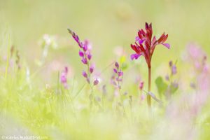 Anacamptis papilionacea / Schmetterlings-Knabenkraut