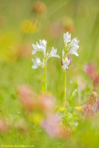 Anacamptis papilionacea / Schmetterlings-Knabenkraut