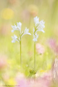 Anacamptis papilionacea / Schmetterlings-Knabenkraut