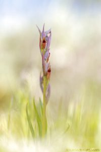 Serapias parviflora / Kleinblütiger Zungenstendel