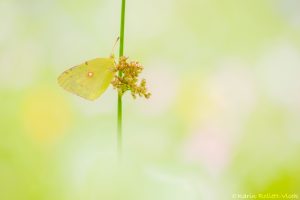 Colias phicomone / Alpen-Gelbling