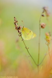 Colias phicomone / Alpen-Gelbling