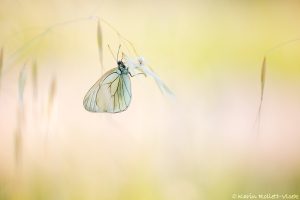 Aporia crataegi / Baum-Weißling