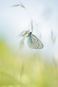 Aporia crataegi / Baum-Weißling