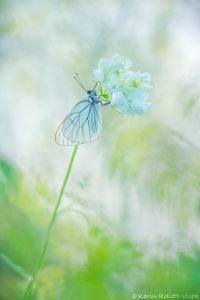 Aporia crataegi / Baum-Weißling