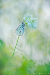 Aporia crataegi / Baum-Weißling