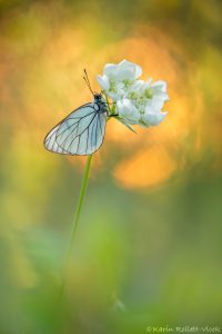 Aporia crataegi / Baum-Weißling
