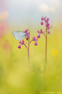 Aporia crataegi / Baum-Weißling