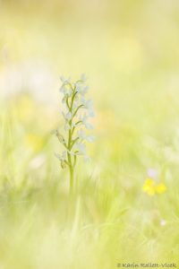Orchis pauciflora / Armblütiges Knabenkraut