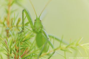 Saga pedo / Große Sägeschrecke