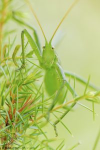 Saga pedo / Große Sägeschrecke