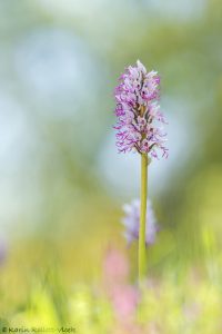 Orchis simia / Affen-Knabenkraut