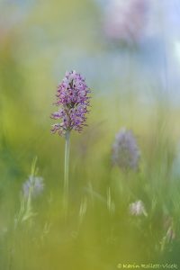 Orchis simia / Affen-Knabenkraut