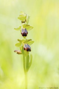 Ophrys sulcata