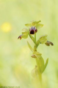 Ophrys sulcata
