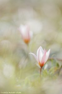 Tulipa cretica