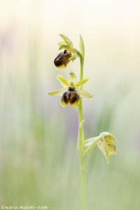 Ophrys tommasinii