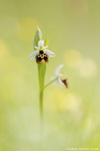 Ophrys untchjii