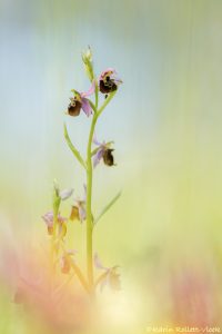 Ophrys untchjii