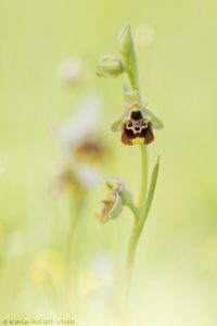 Ophrys untchjii