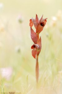 Serapias vomeracea / Pflugschar-Zungenstendel