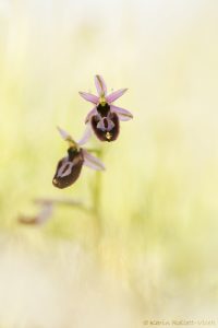 Ophrys x lyrata (Ophrys bertolonii x Ophrys incubacea)