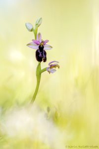 Ophrys x lyrata (Ophrys bertolonii x Ophrys incubacea)