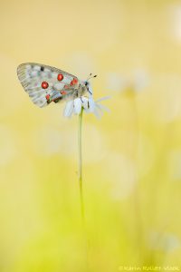 Parnassius apollo / Apollofalter, Roter Apollo