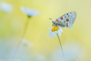 Parnassius apollo / Apollofalter, Roter Apollo
