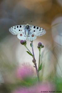 Parnassius apollo / Apollofalter, Roter Apollo