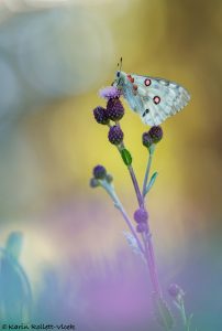Parnassius apollo / Apollofalter, Roter Apollo