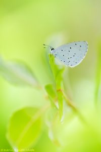 Celastrina argiolus / Faulbaumbläuling
